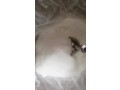 white-crystalline-powder-100-customs-clearance-bactericide-chloroxylenol-pcmx-cas-88-04-0-manufacturer-supplier-small-0